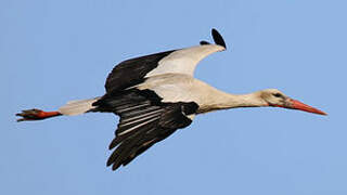 White Stork