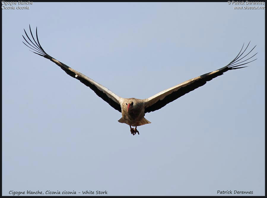 Cigogne blanche, Vol