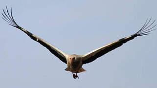 White Stork