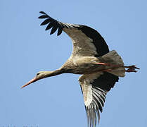 White Stork