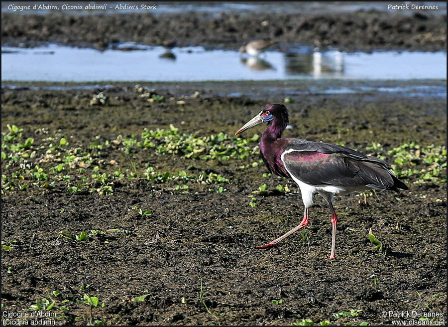 Abdim's Storkadult, identification