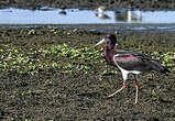 Cigogne d'Abdim