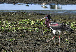 Abdim's Stork