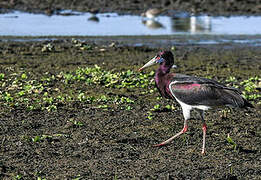 Cigogne d'Abdim