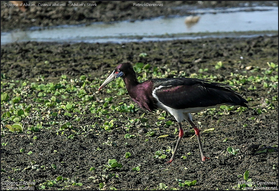 Abdim's Storkadult, identification