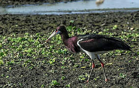 Cigogne d'Abdim