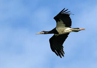 Cigogne d'Abdim