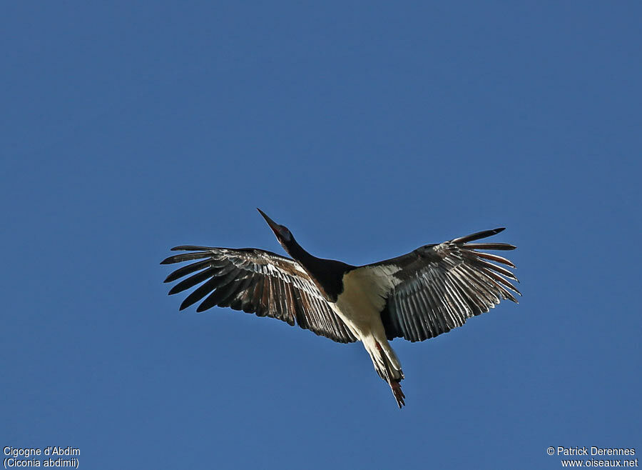 Cigogne d'Abdimadulte, Vol