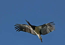 Abdim's Stork