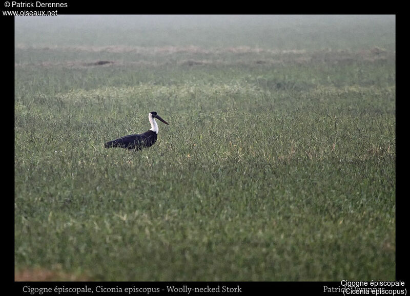 Asian Woolly-necked Stork, identification, habitat