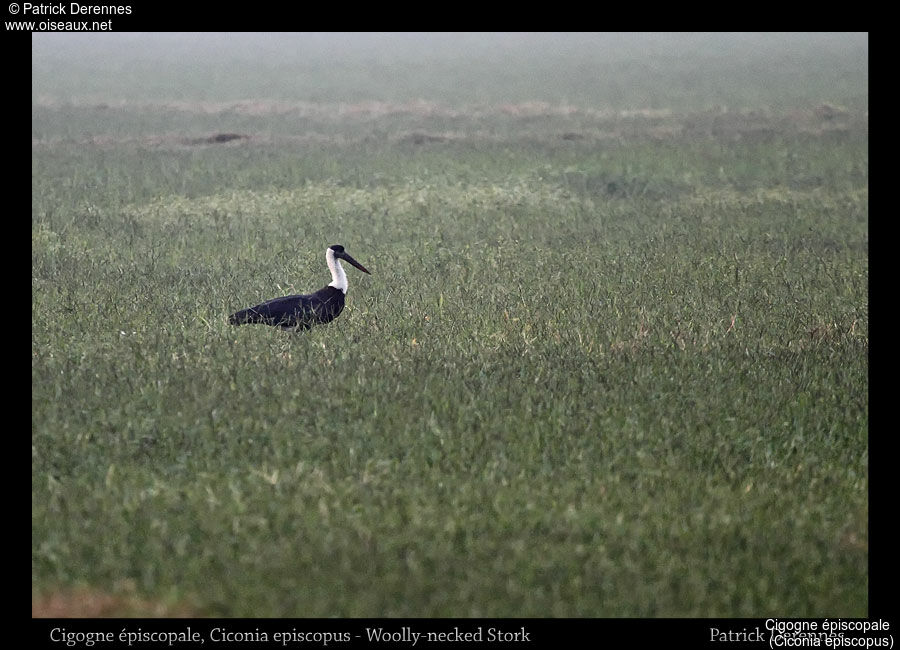 Cigogne épiscopale, identification, habitat