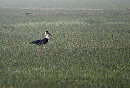 Woolly-necked Stork