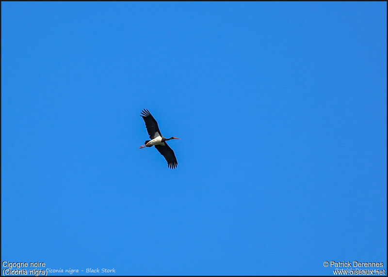 Black Storkadult, Flight