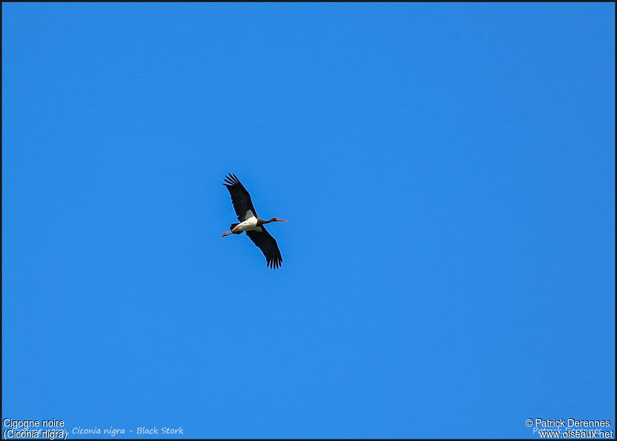 Cigogne noireadulte, Vol