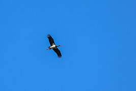 Black Stork