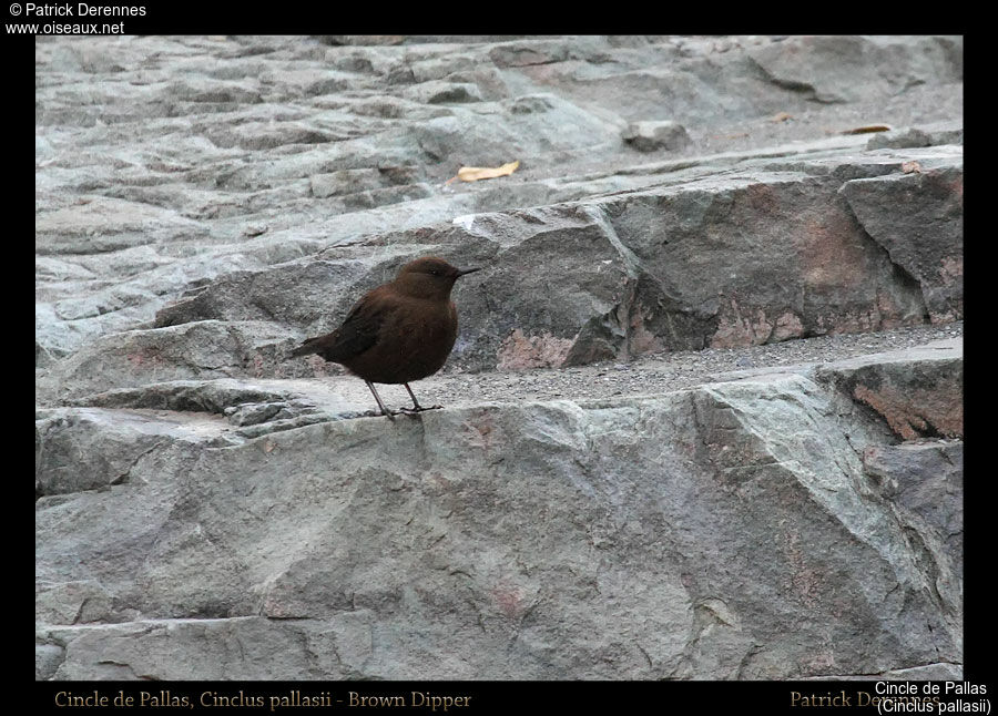 Brown Dipper, identification, habitat