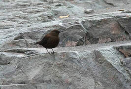 Brown Dipper