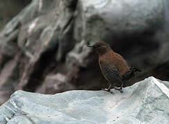 Brown Dipper