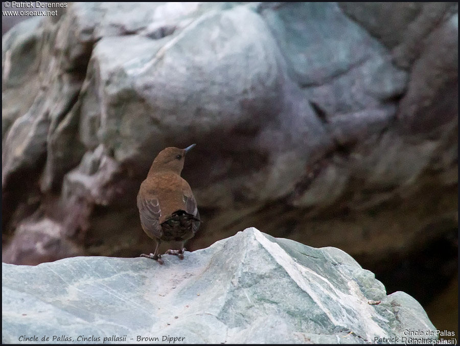 Brown Dipper, identification, habitat