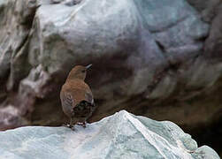 Brown Dipper