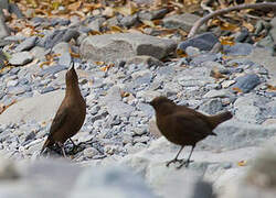 Brown Dipper