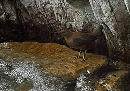 Brown Dipper