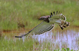 Black-chested Snake Eagle