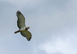 Black-chested Snake Eagle