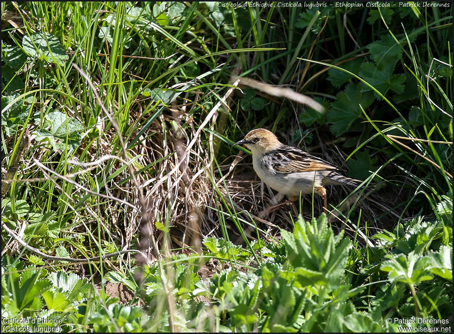 Cisticole d'Éthiopieadulte, identification