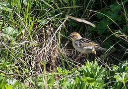 Ethiopian Cisticola