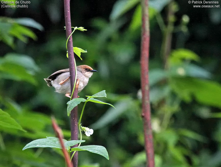 Chubb's Cisticola