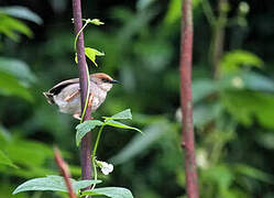 Chubb's Cisticola