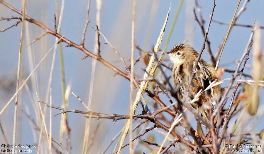 Zitting Cisticola, identification