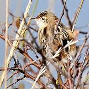 Zitting Cisticola