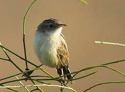 Zitting Cisticola