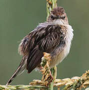 Zitting Cisticola