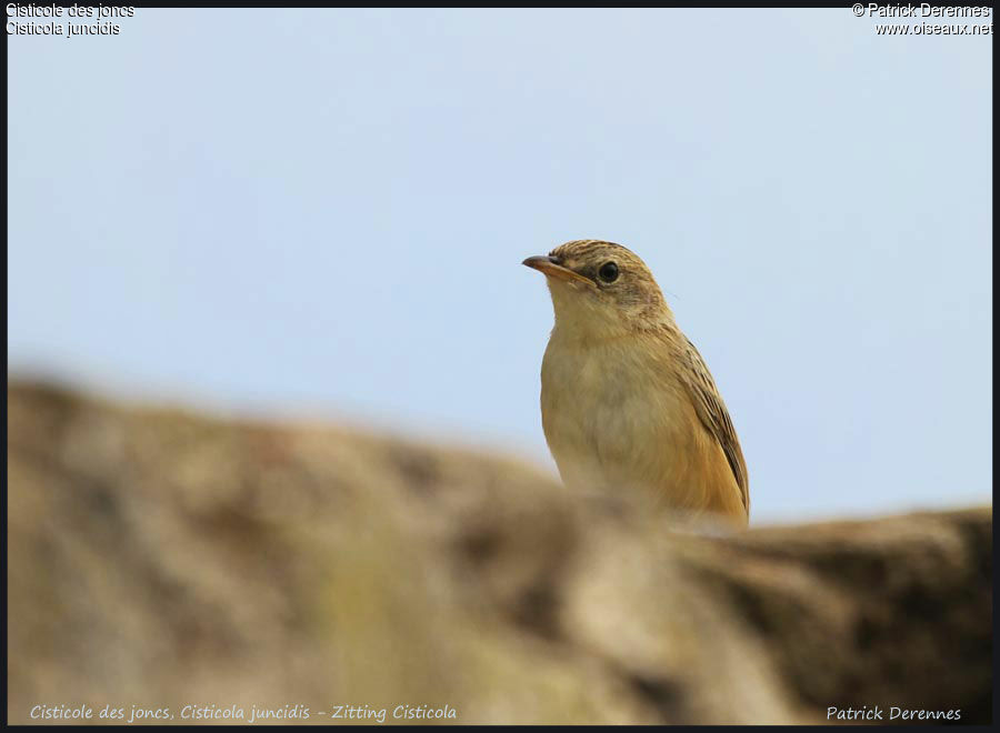 Zitting Cisticola, identification