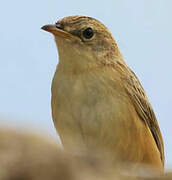 Zitting Cisticola