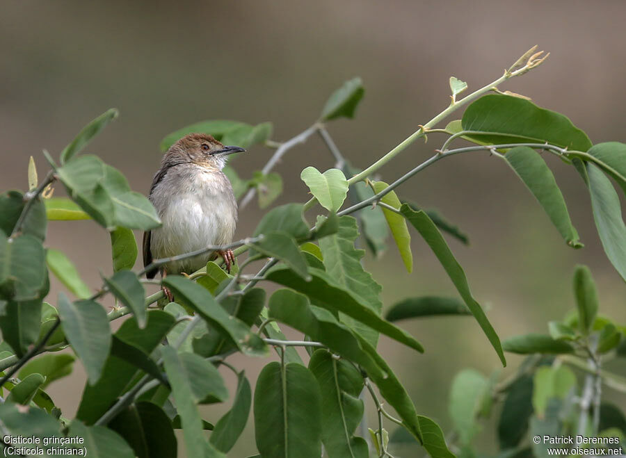 Rattling Cisticolaadult, identification