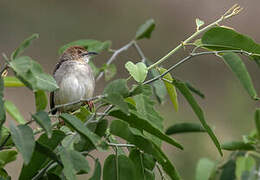 Rattling Cisticola