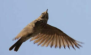 Crested Lark