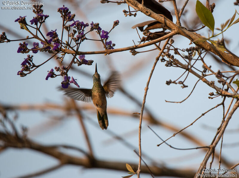 Colibri guaïnumbi, identification, habitat