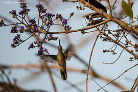 White-tailed Goldenthroat