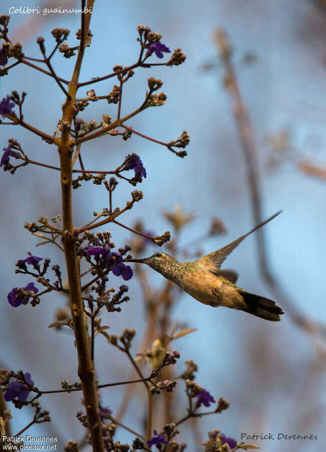 White-tailed Goldenthroat female, Flight, eats