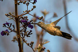 White-tailed Goldenthroat