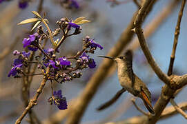 Ruby-topaz Hummingbird