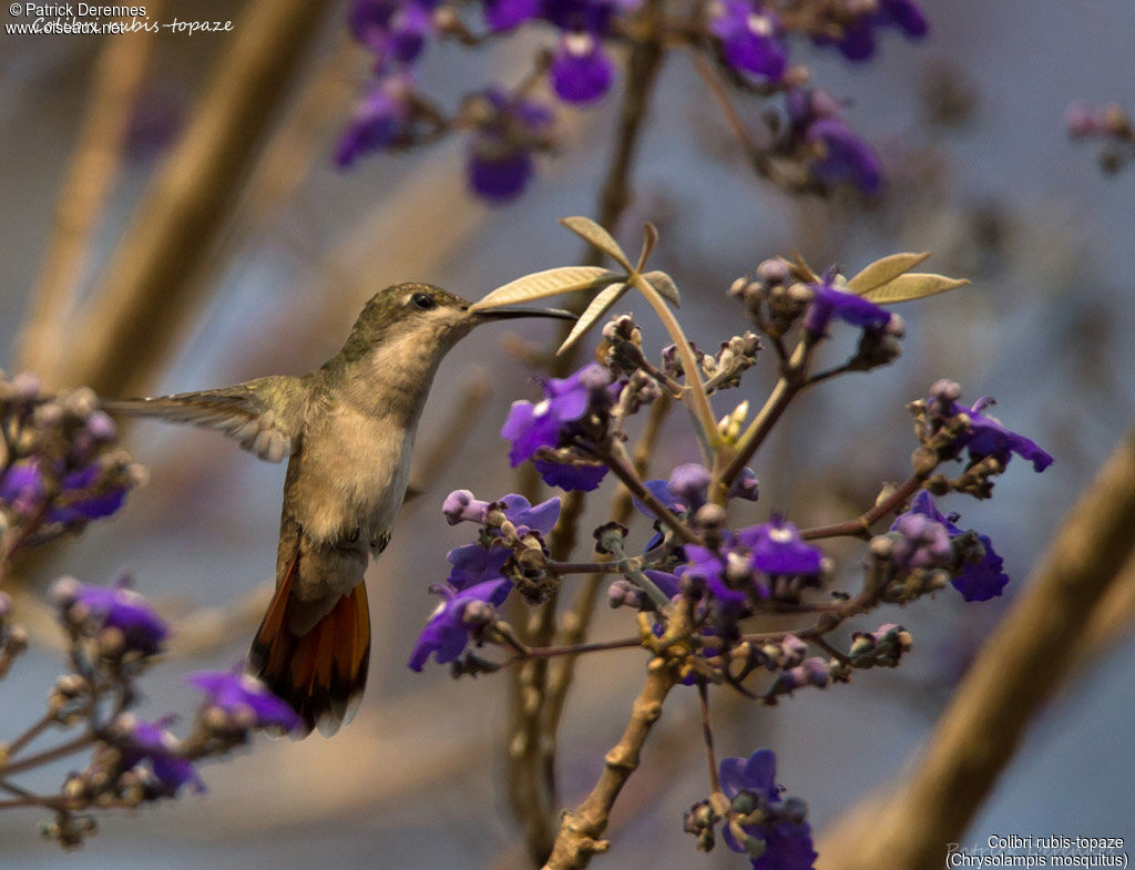 Ruby-topaz Hummingbird, identification, habitat, Flight, feeding habits, eats