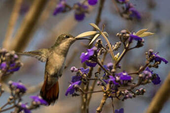 Colibri rubis-topaze