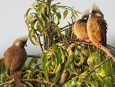 Speckled Mousebird