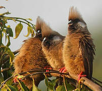 Speckled Mousebird